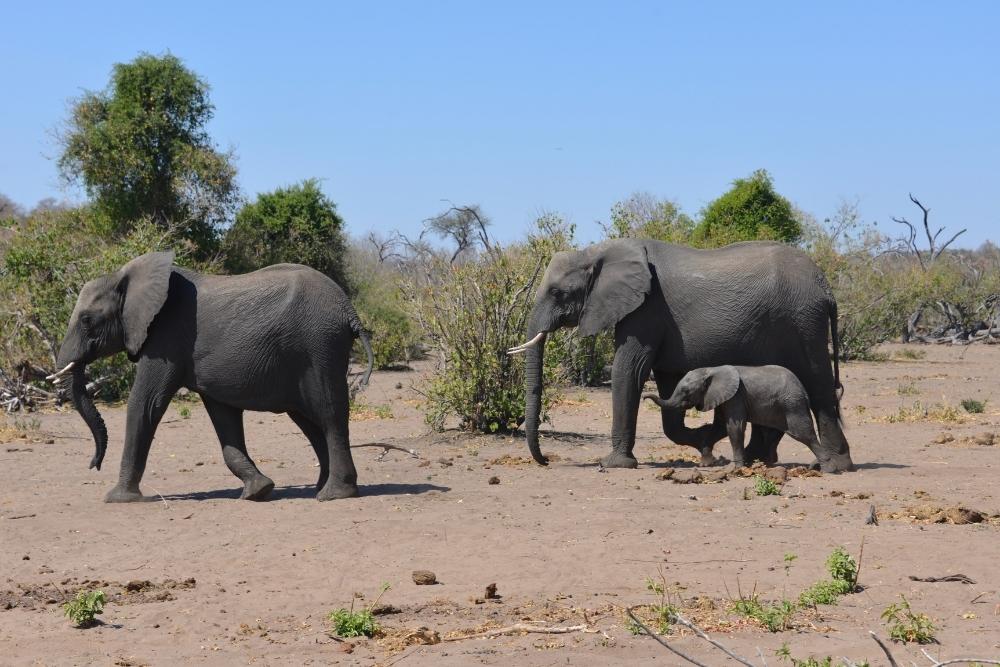 Chobe National Park