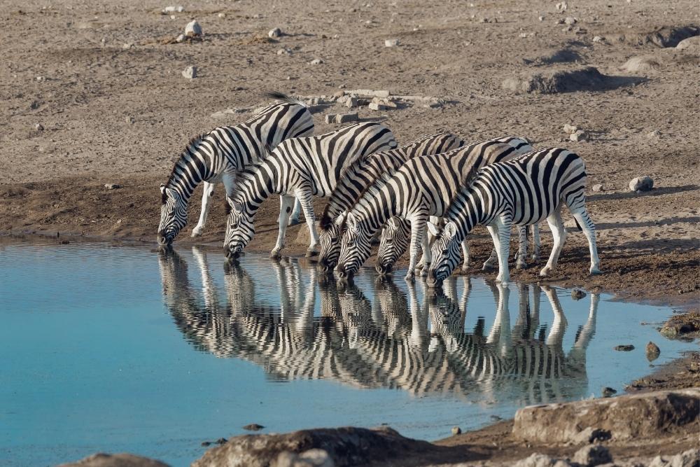 Namibia wildlife