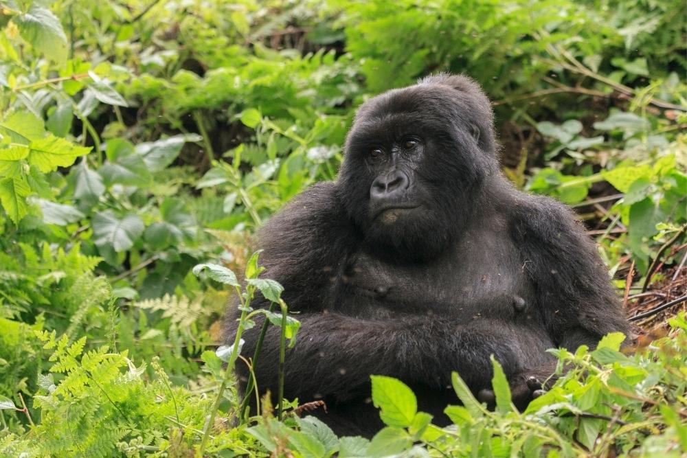 Rwanda gorilla