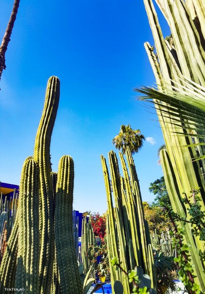 Majorelle Gardens