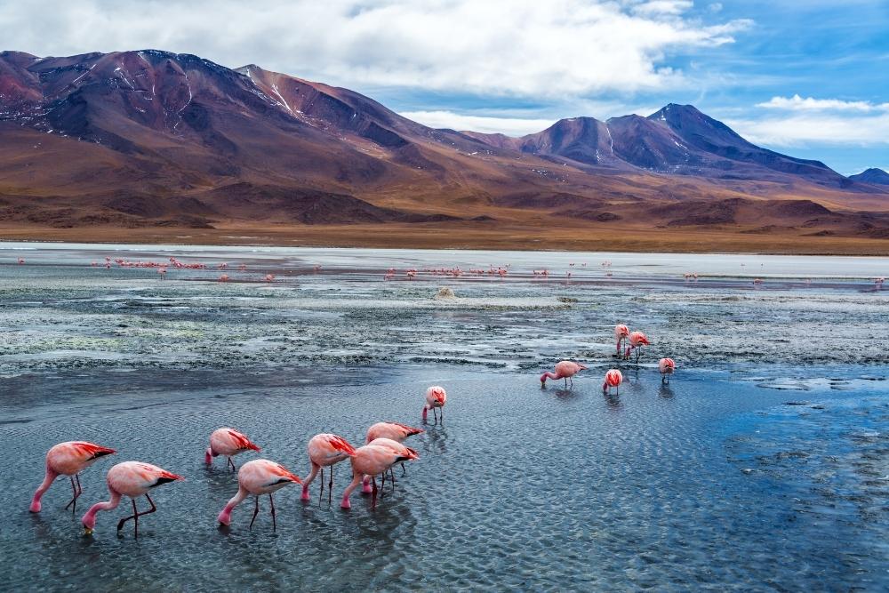 Pink flamingoes on Lake Hedionda