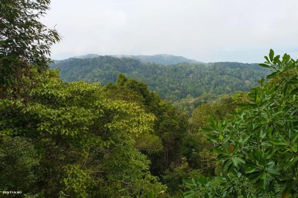 The rain forest in The Habitat