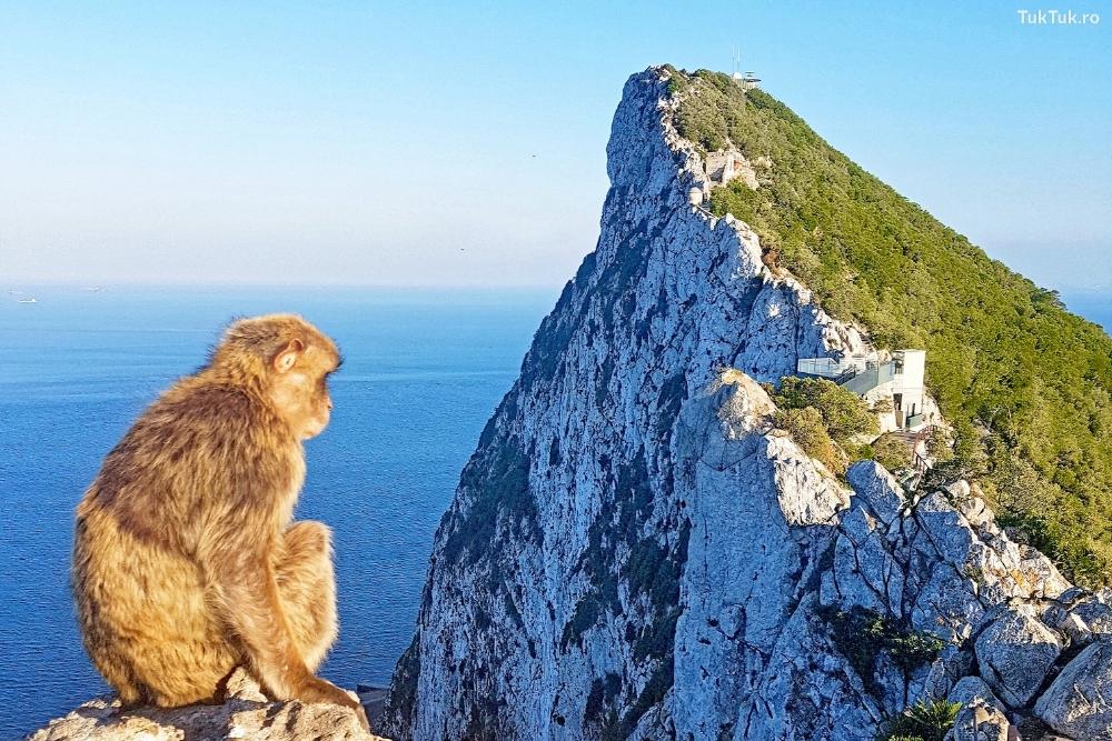 The Berber Macaque