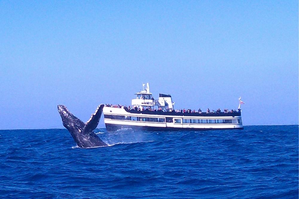 Whale watching in San Diego