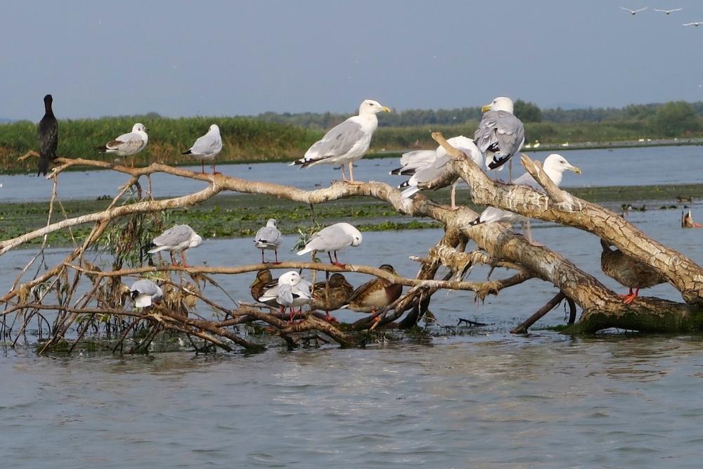 bird watching danube delta