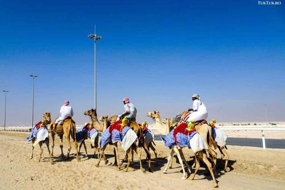 camel racing in qatar