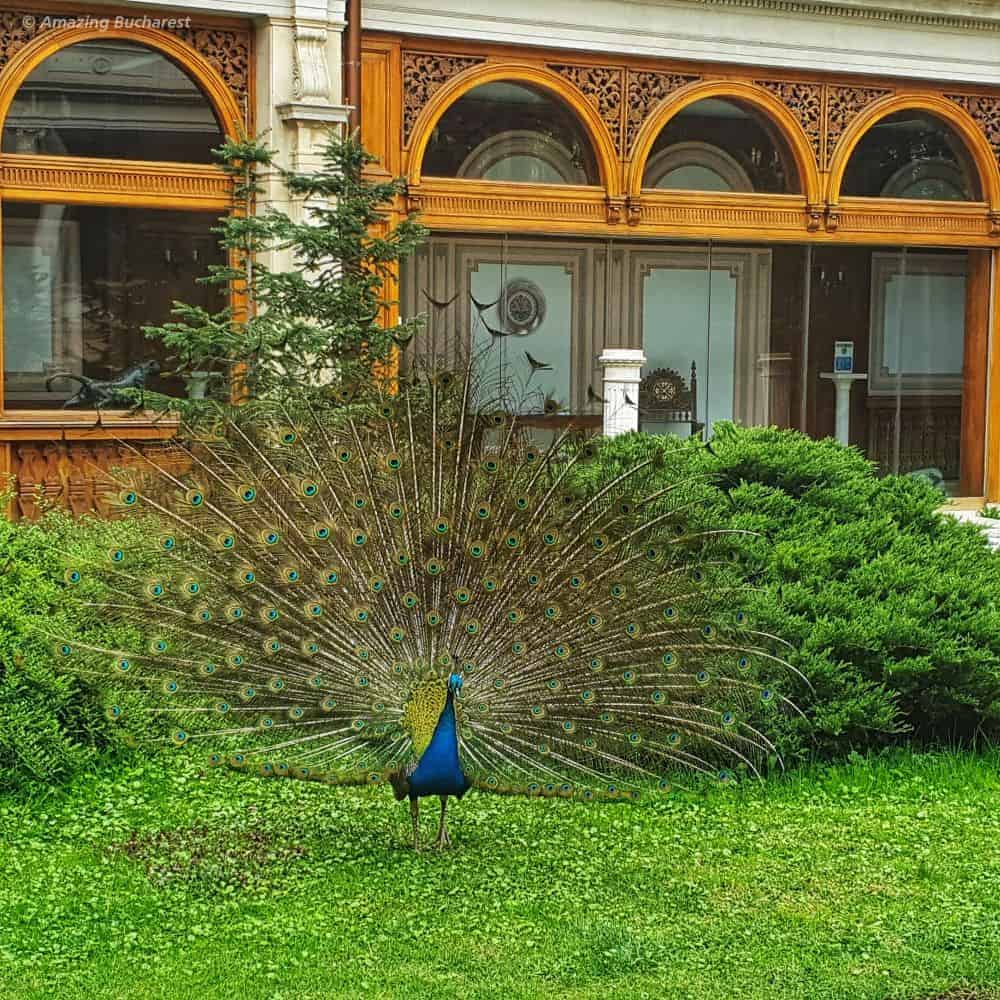 casa ceausescu 36