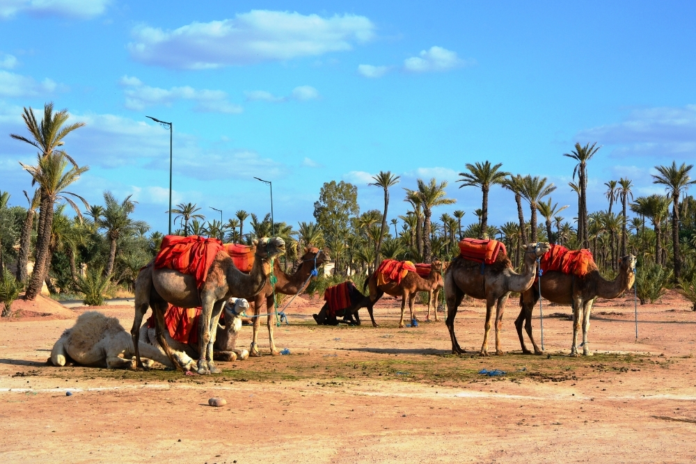 marrakech palms