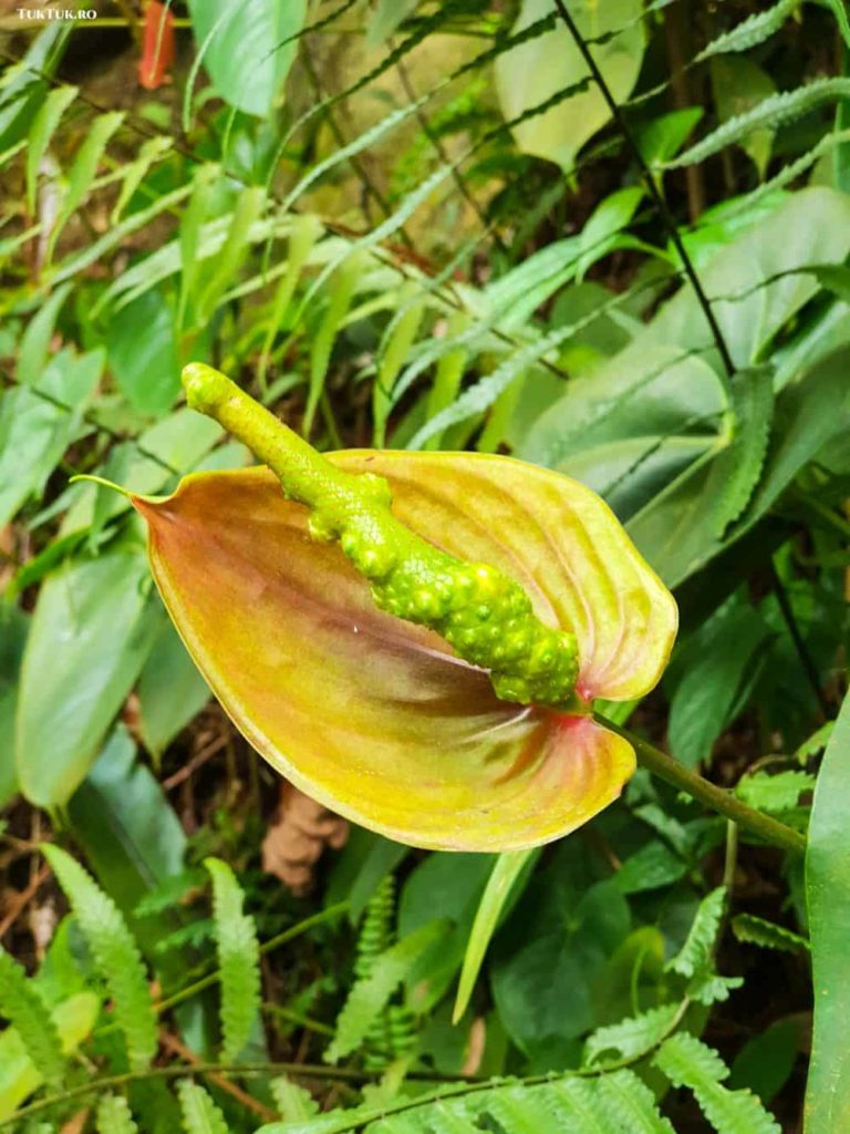 penang habitat