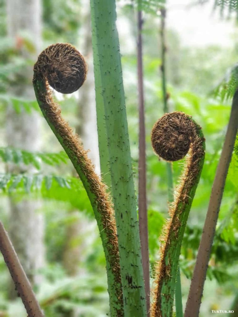 penang habitat