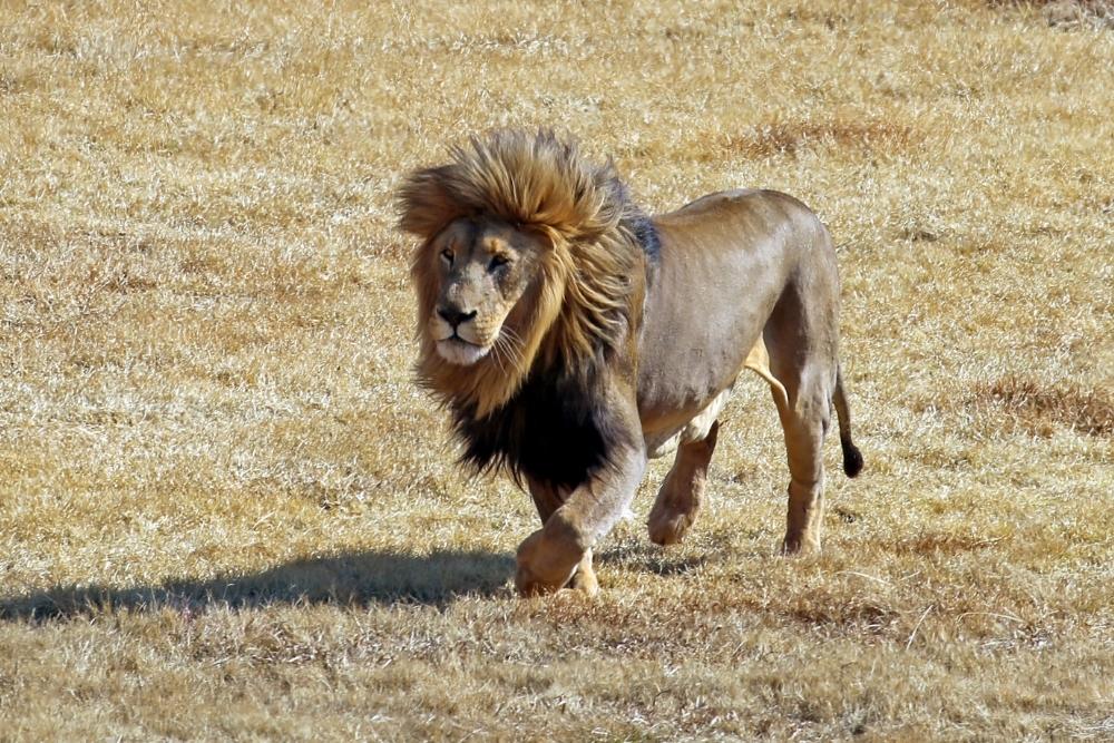 south africa lion