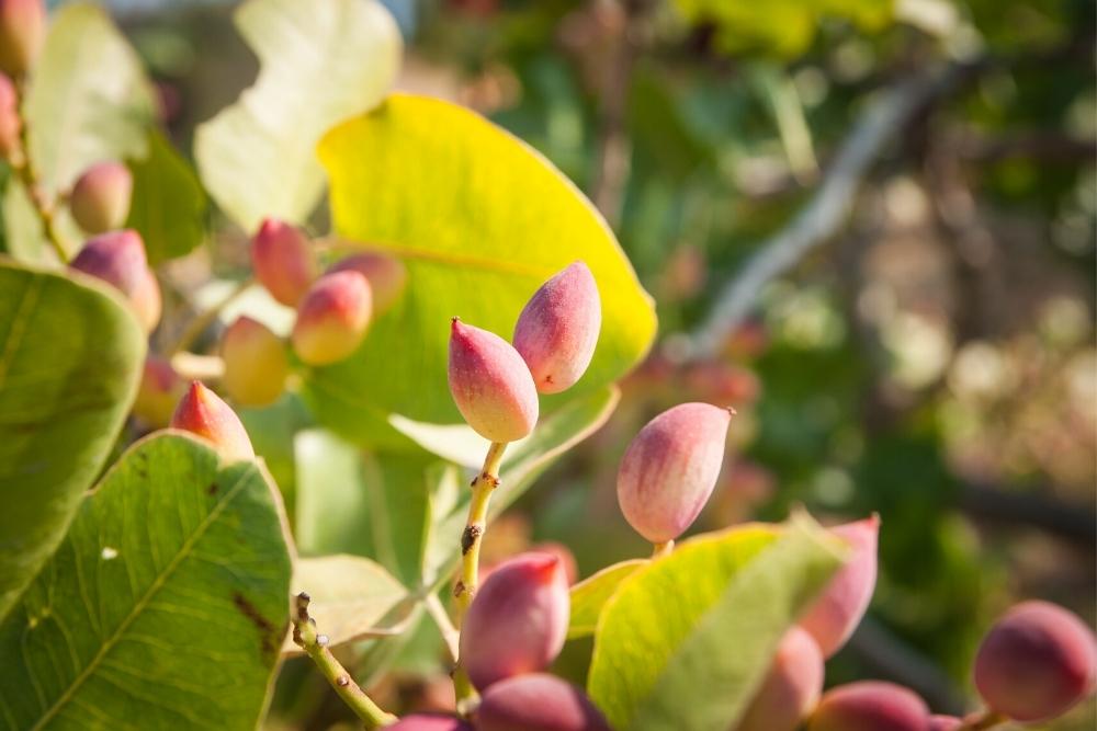 Aegina Pistachio