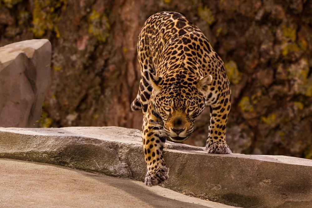 zoo sibiu