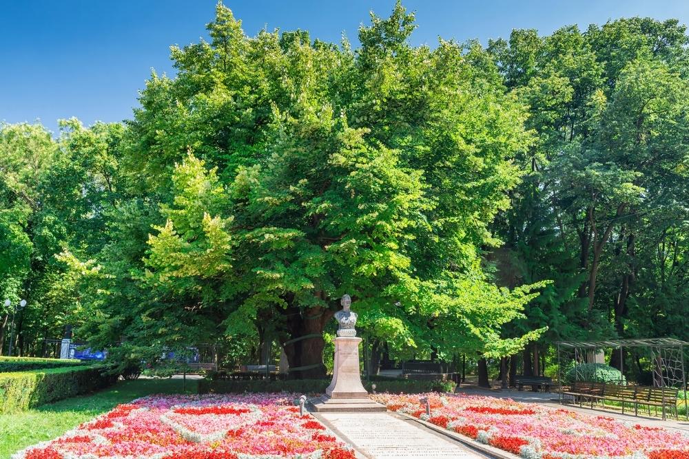 Eminescu's linden tree