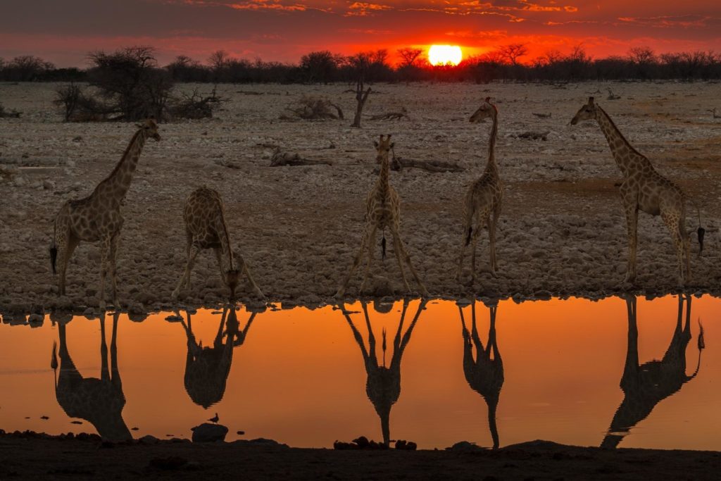 Etosha National Park