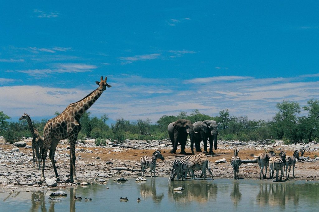 Etosha National Park