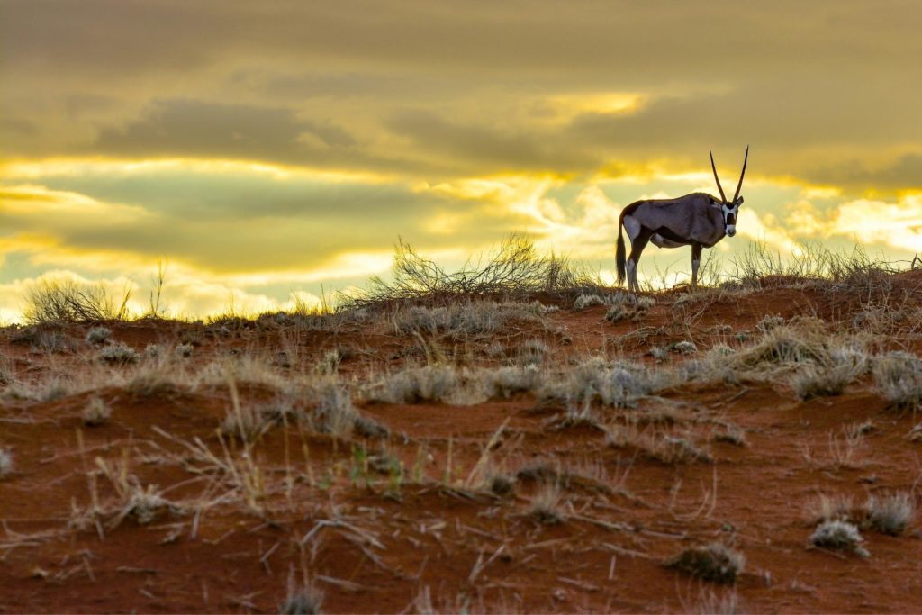 namibia goat