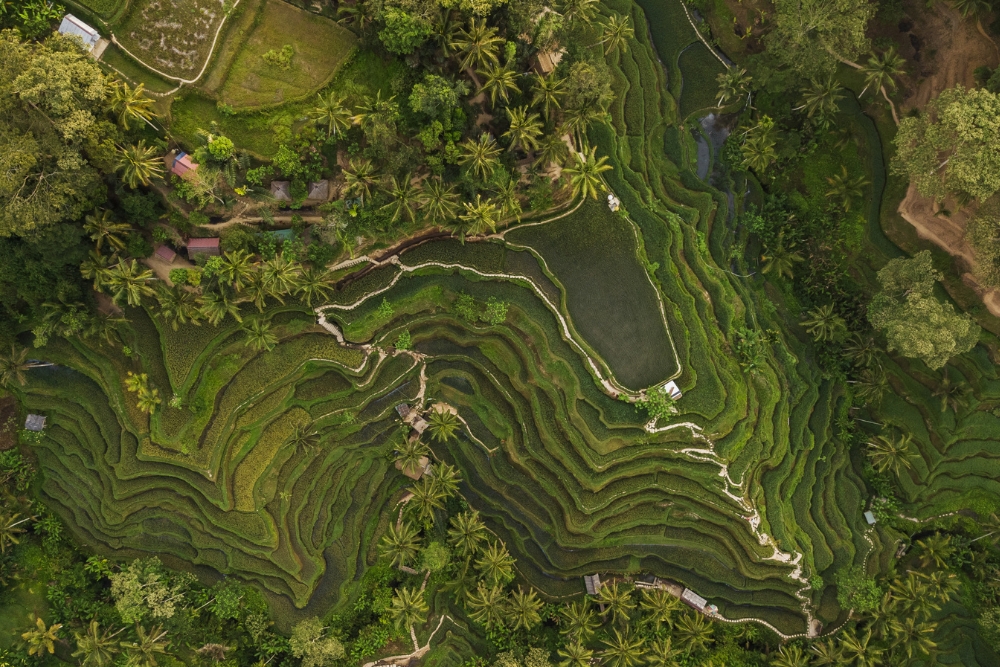 bali rice fields