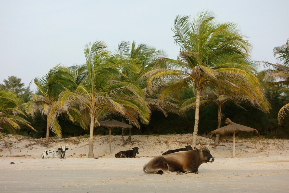 Casamance 