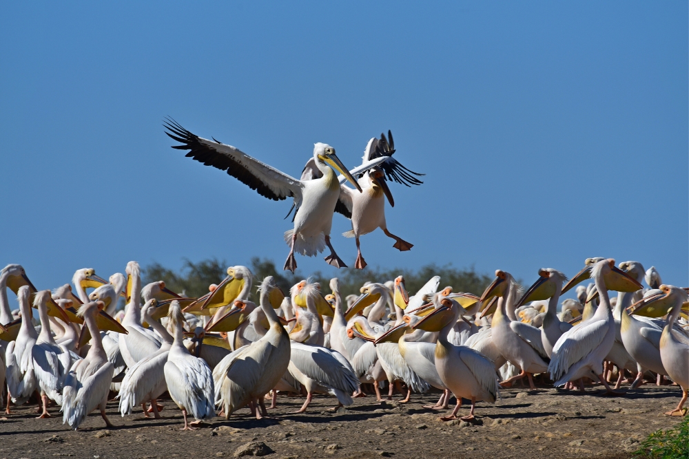 Djoudj National Bird Sanctuary 