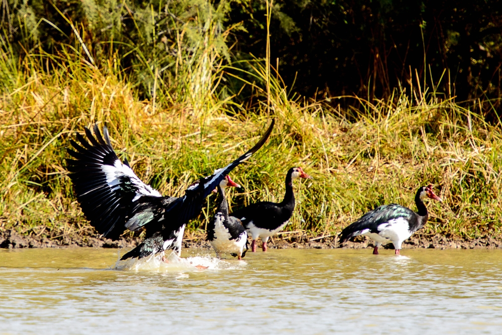 Djoudj National Bird Sanctuary