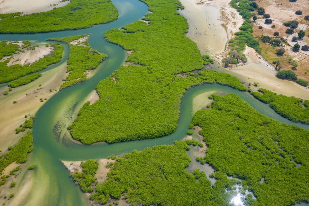 Saloum Delta 