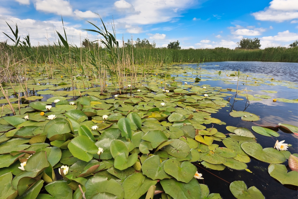 waterlillies