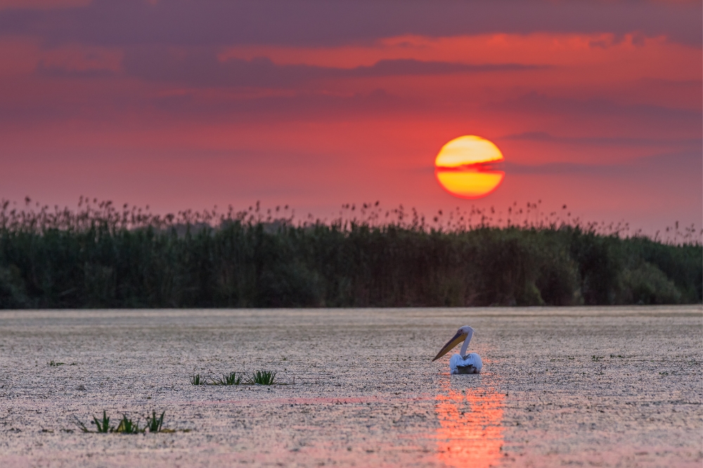 danube delta pelican