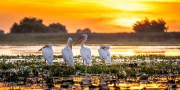 danube delta