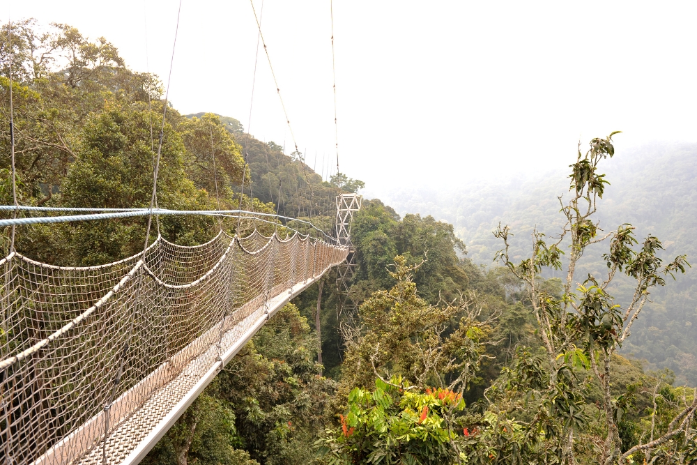 Nyungwe Forest National Park