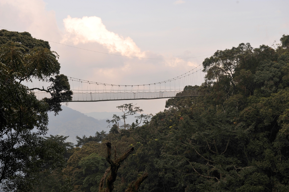 Nyungwe Forest National Park