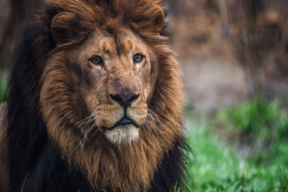 osijek zoo