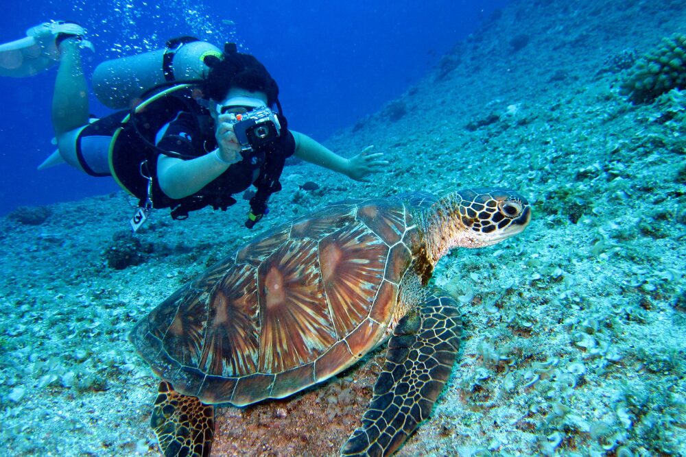 Encounter Vibrant Marine Life