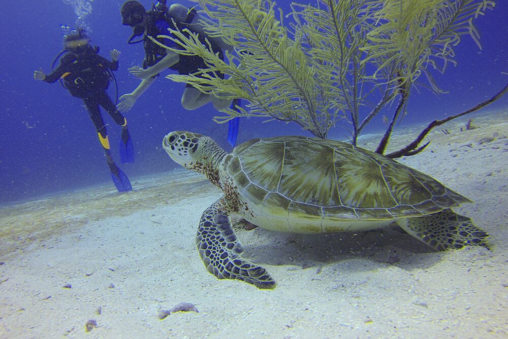 Protecting Cape Verde's Underwater Ecosystem