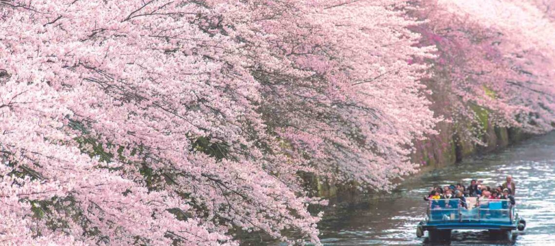 Spots for Cherry Blossom Viewing in Tokyo