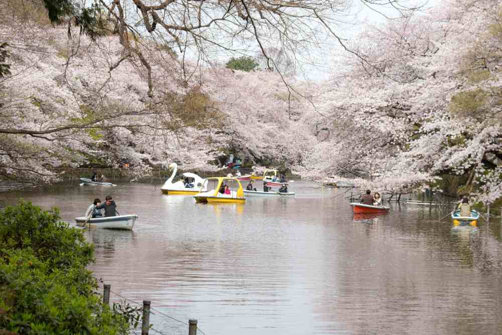 Spots for Cherry Blossom Viewing in Tokyo