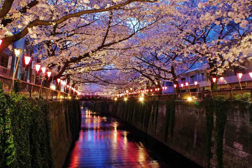 Spots for Cherry Blossom Viewing in Tokyo