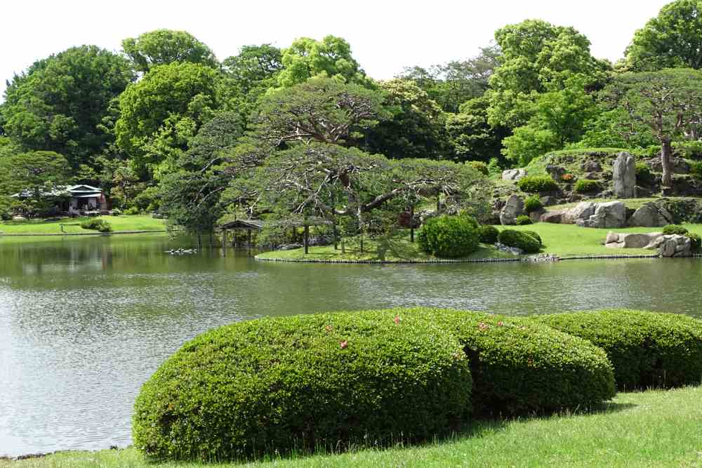 Spots for Cherry Blossom Viewing in Tokyo