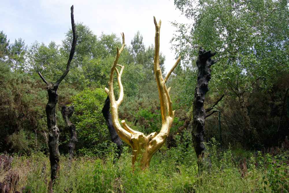 The golden chesnut tree, Brocéliande Forest, Brittany