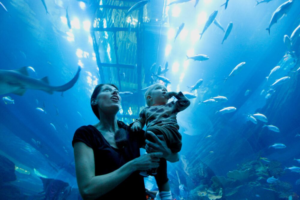 Underwater Zoo and Aquarium wonders inside the Dubai Mall