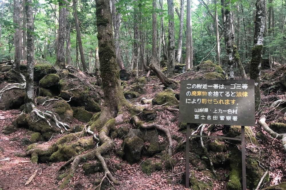 Aokigahara (2)