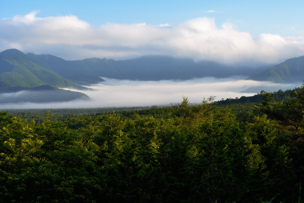 Aokigahara (5)