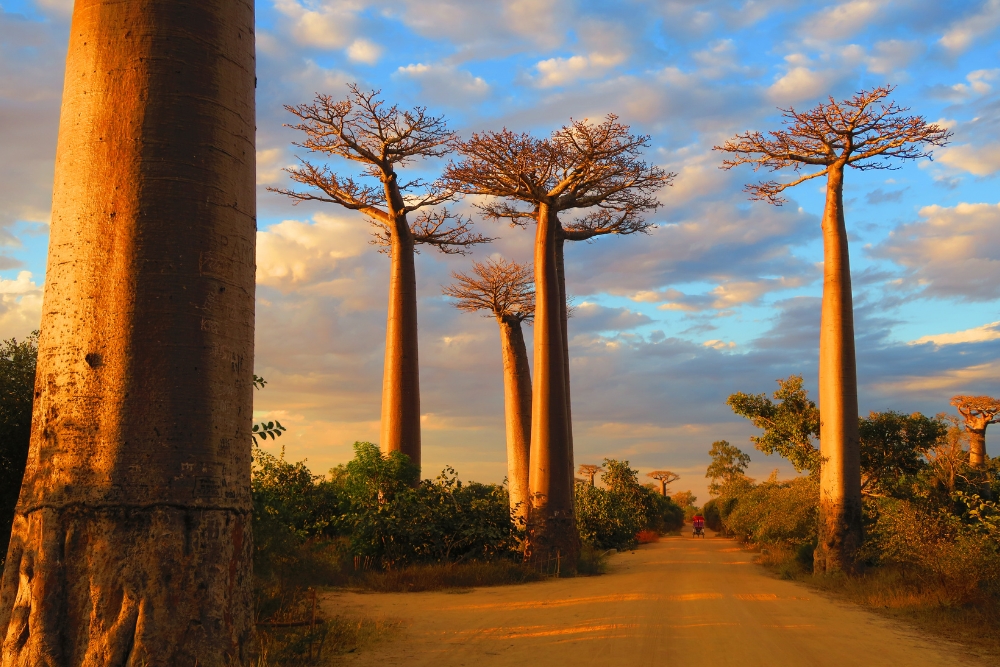 Avenue of the Baobabs