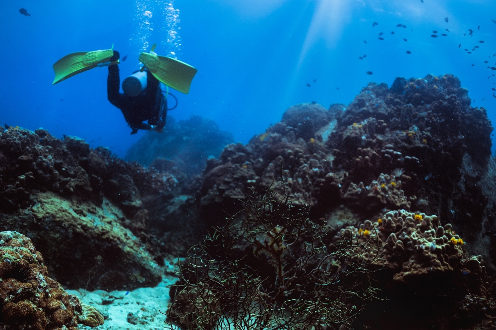 Scuba Diving in Koh Tao