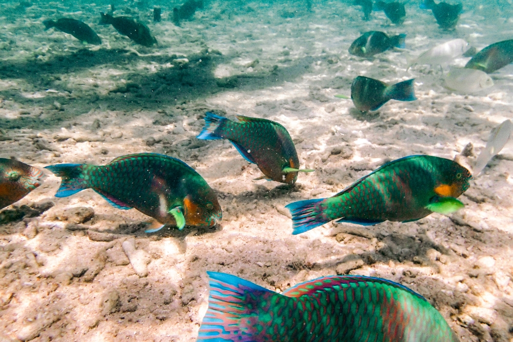 Koh Tao (6)