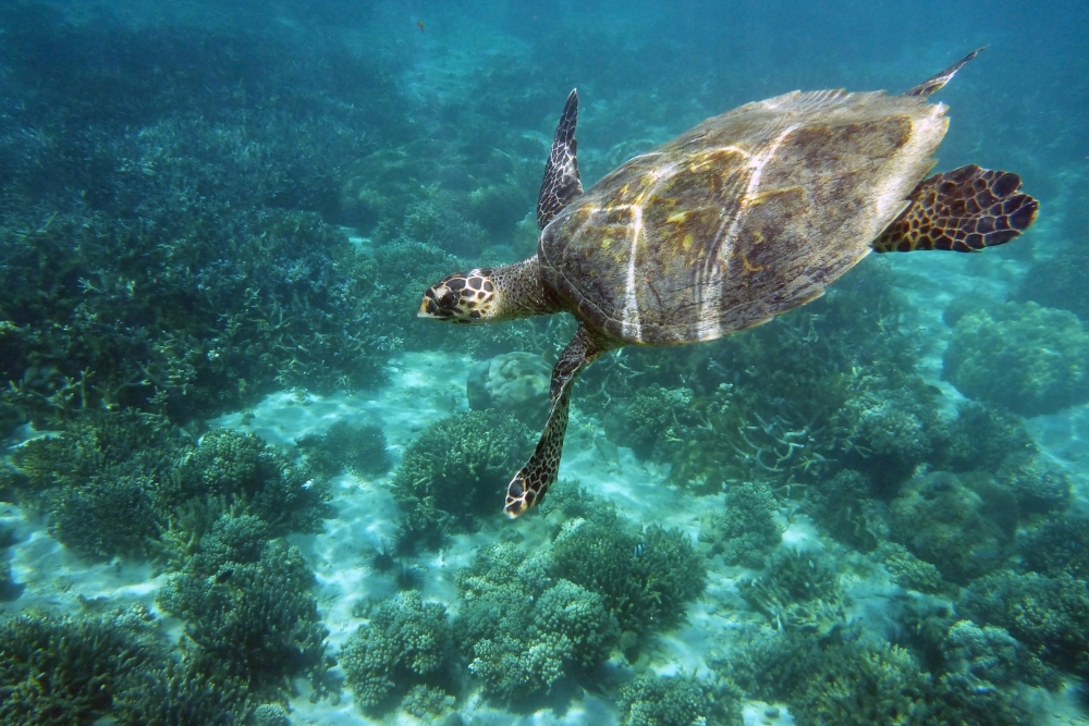 Rich underwater life at Nosy Tanikely