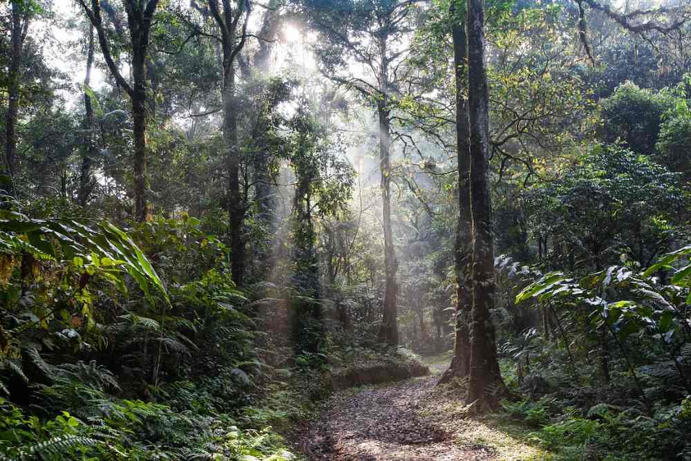 Tarkine Rainforest