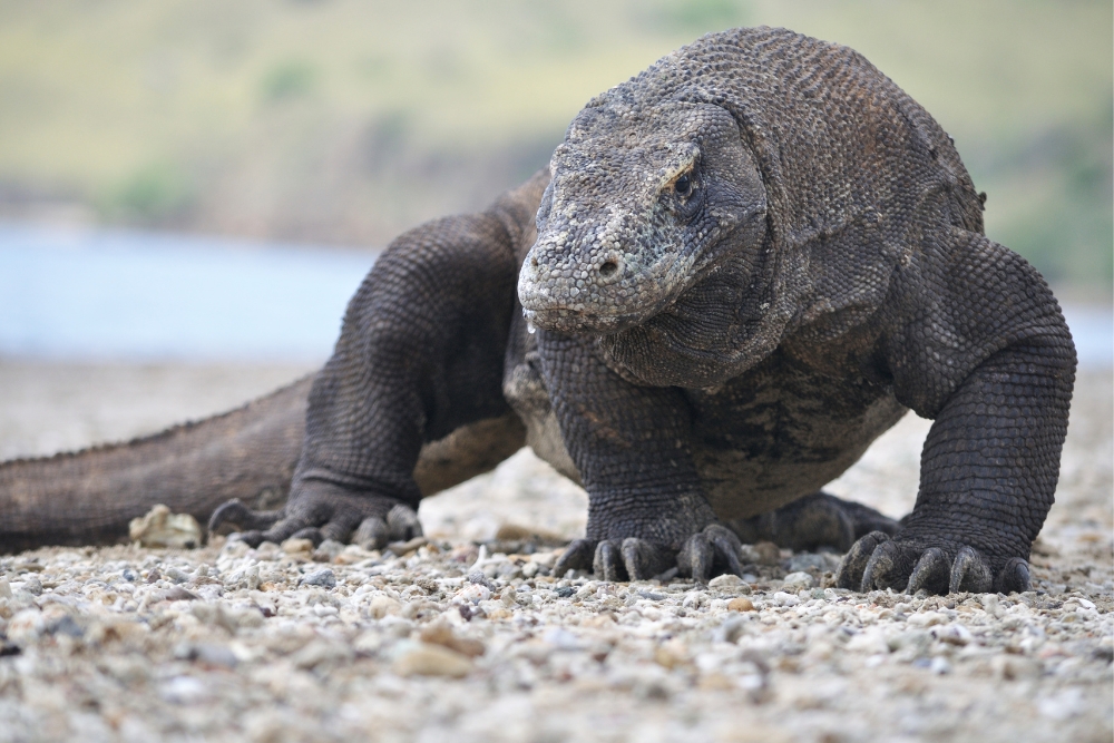 Komodo National Park (2)