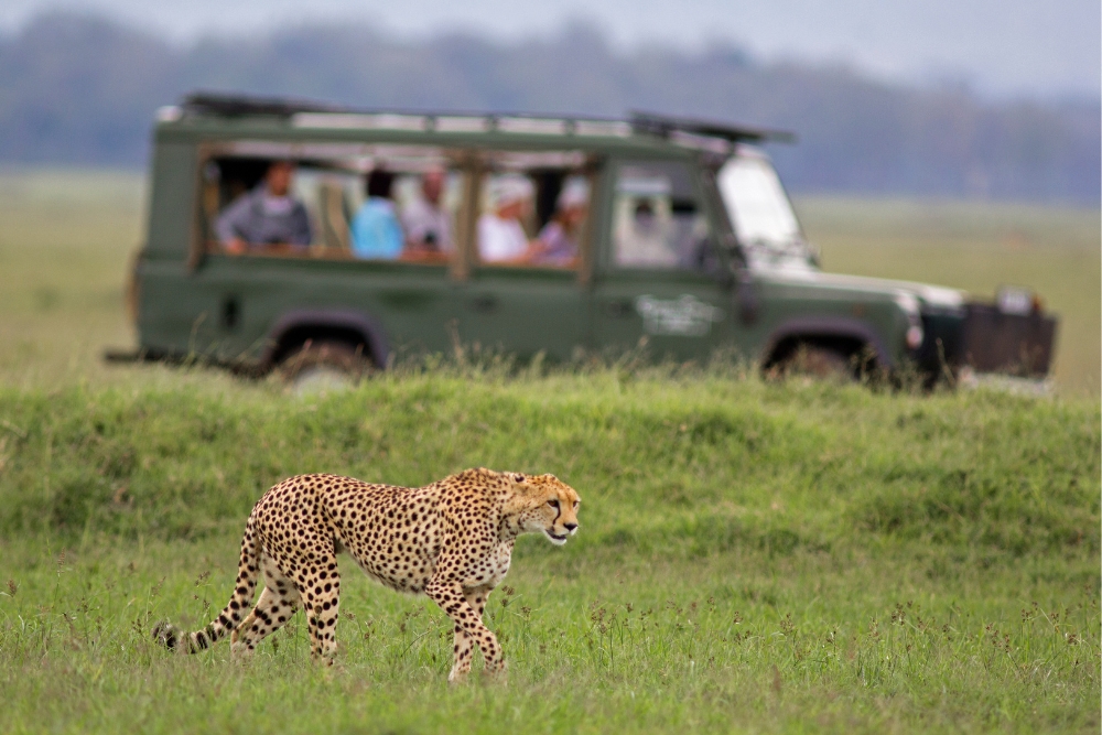 what not to do in a safari