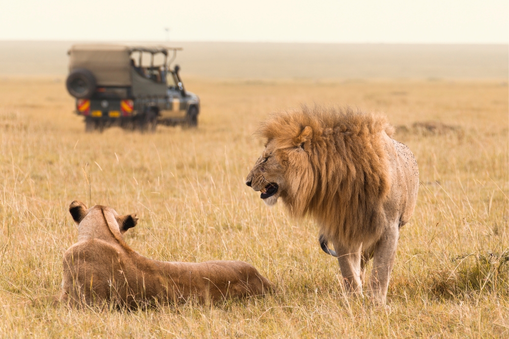 lions safari